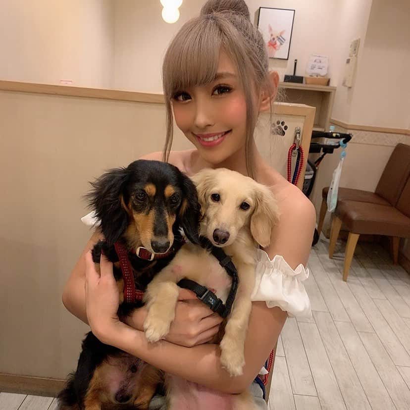 のインスタグラム：「実家のちびたち🐶」