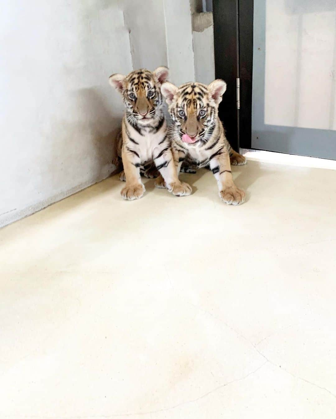 明松美玖さんのインスタグラム写真 - (明松美玖Instagram)「、 What adorable babes🐅💛」7月28日 22時37分 - shashishu_daily