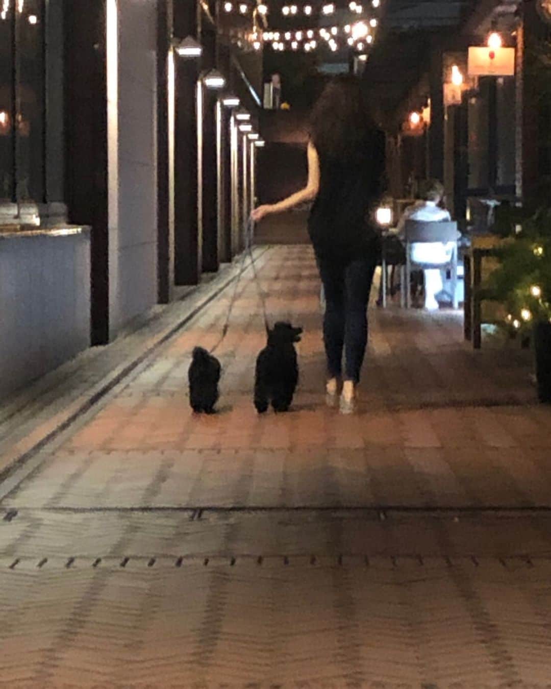 のインスタグラム：「海から帰ったら🐩フィギア🐩ナイル🐩の お散歩❤️ #トイプードル #ブラック  姿勢がよくて弾むように歩くこの子達にいつも目を奪われてます❤️」