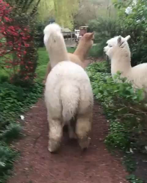 BeStylishのインスタグラム：「I need one right now 😩😍😂 - 👉 | Follow @bestylish for more 👉 | Follow @glamfashionsx for more 👉 | Follow @colour for more 👉 | Follow @dawidvrx for more - #llama #cute #cutevideo #cuteanimals #animals #cutevideo #llamas #llamaslovelettering」