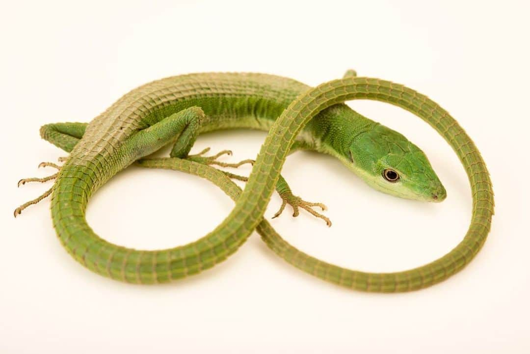 Joel Sartoreさんのインスタグラム写真 - (Joel SartoreInstagram)「Native to Japan, this green grass lizard will spend most of its time on the prowl for insects and spiders inhabiting sunny grasslands. Females lay clutches of eggs from April to August, with their young hatching about a month later. Parents of this species do not help to raise their young, which means juveniles must grow up quickly, becoming full fledged adults after one year. These lizards do not adjust well to developed areas, and will rapidly disappear from spaces where land is converted to sugarcane fields and chemicals are used on crops. Remember, you can help to protect lizards like this one in your own backyard by going herbicide and pesticide-free! Photo taken @zoowroclaw. #lizard #greengrasslizard #infinity #longtail #pesticidefree #wildlifefriendlyyards #PhotoArk #savetogether」7月28日 23時16分 - joelsartore