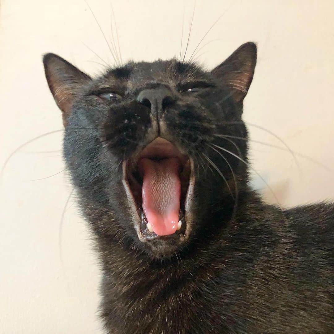 SQUAD CATS +65さんのインスタグラム写真 - (SQUAD CATS +65Instagram)「Can you see my mouth is wide open? Can you see it’s empty? Now can you please fill it up with food?? - Rochelle  #cora13cats #🐱squad #minipanther #blackcat #cat #catsofsingapore #gato #kucing #แมว #ネコ #고양이 #catsofinstagram #instagramcats #catsofig #catstagram #catsagram #instacat #catoftheday #cutecatshow #cutecat #catlover #catfeatures #buzzfeedanimals #animals #animalsofinstagram #animallovers #petstagram #cats_of_world #photooftheday」7月28日 23時24分 - cora13cats