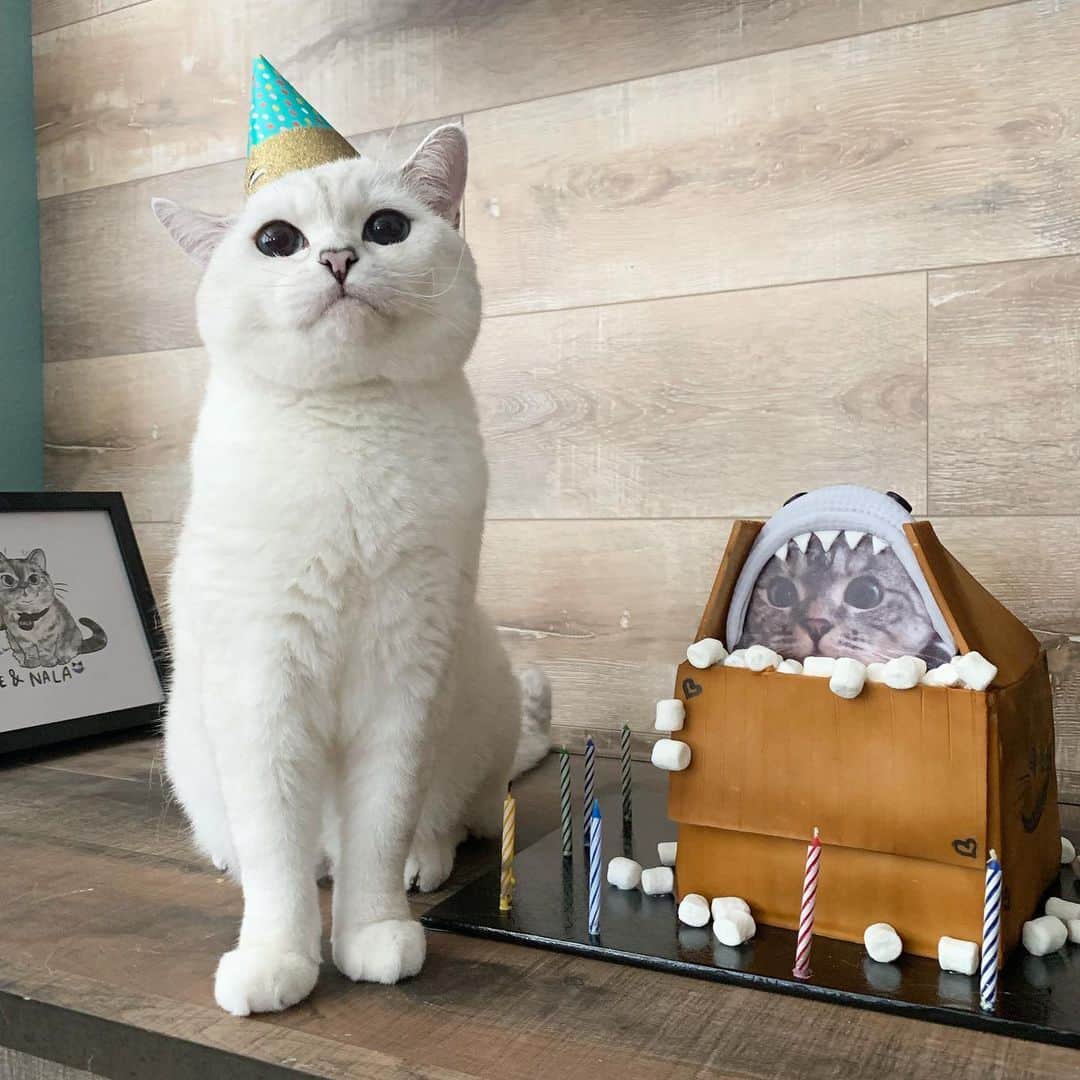ミスター・ホワイトさんのインスタグラム写真 - (ミスター・ホワイトInstagram)「Happy 9th birthday to my amazing sister @nala_cat  I loaf you so much❤️ #happybirthdaynalacat」7月28日 23時49分 - white_coffee_cat