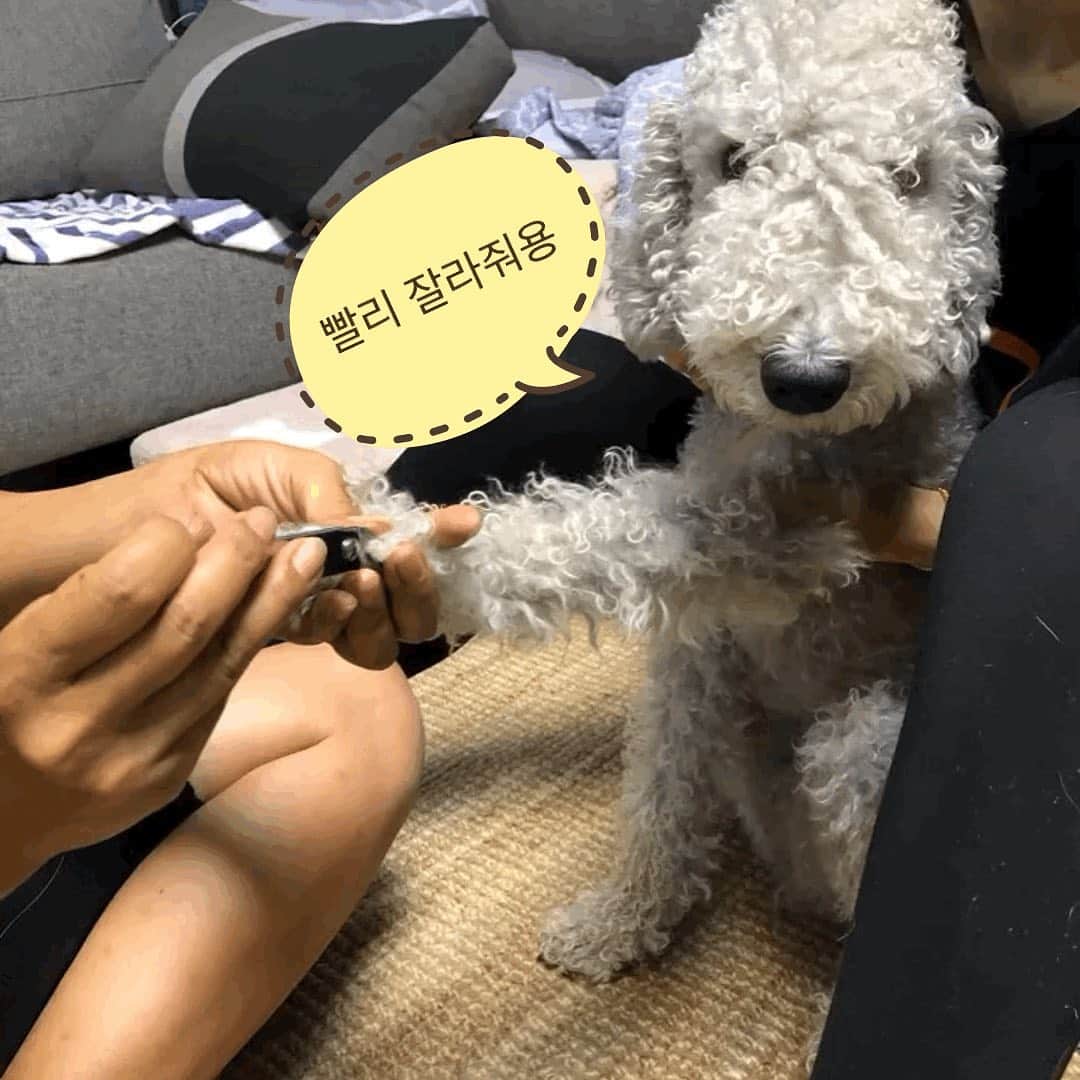 オム・ジウォンさんのインスタグラム写真 - (オム・ジウォンInstagram)「I’m cutting my nails.  #viki #sweetie」7月29日 0時07分 - umjeewon