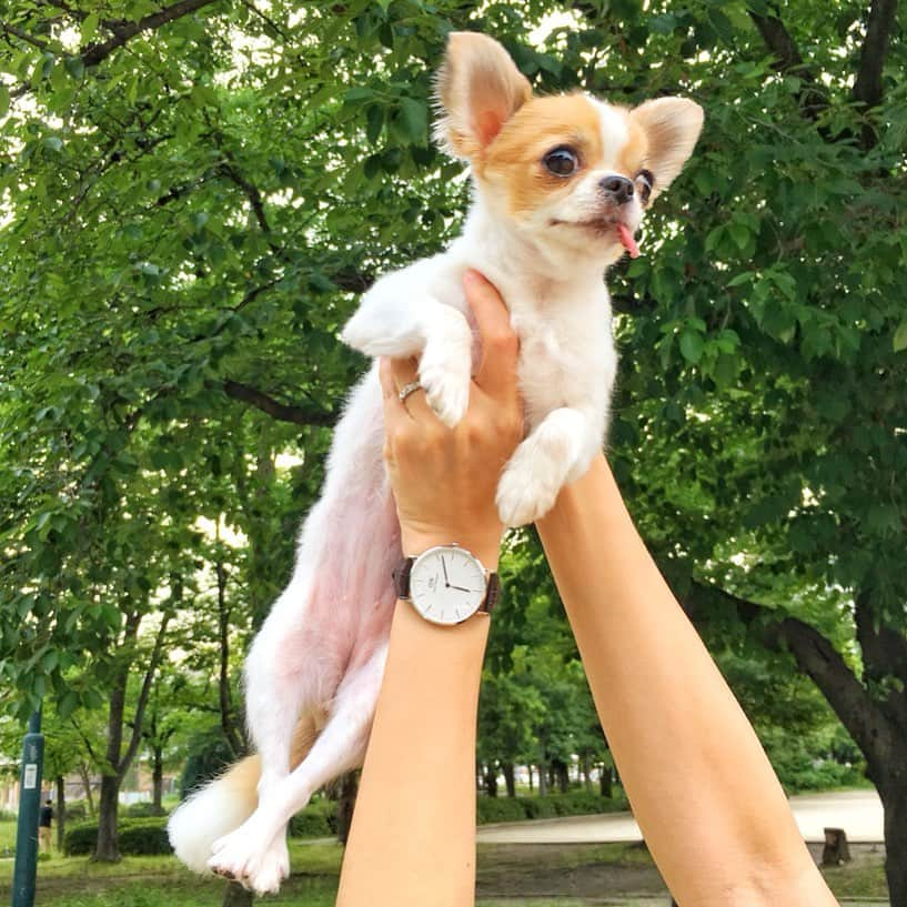 ちまさんのインスタグラム写真 - (ちまInstagram)「The rainy season is over🌿 ・ ヤッホーイ！梅雨明けだ〜🐶☀️ ・ ついにちま地方も梅雨明けしました🌿 猛暑が続きそうなので みなさんも体調にはお気をつけください😊 ・ #chima #ちま #チワワ #chihuahua #ชิวาวา #ふわもこ部 #PECOいぬ部 #sniffandbarkens #WeeklyFluff #cutepetclub #doggy_lovings #梅雨明け #flyingdog」7月29日 0時09分 - chima.chihuahua