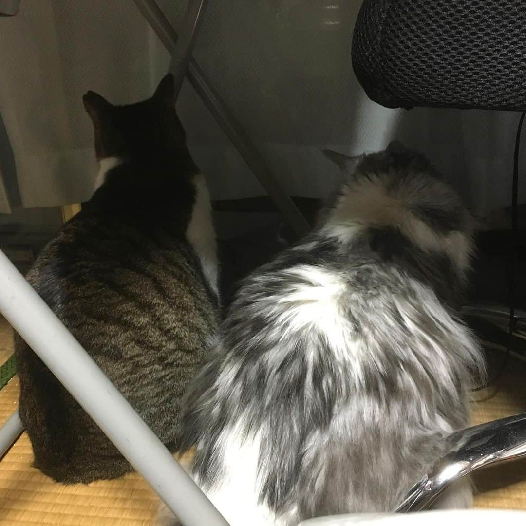 lululukululuさんのインスタグラム写真 - (lululukululuInstagram)「うちの子達 lulu&kululu😺😸 お外に何かいるよ👀👀❣️ #ねこ#ネコ#猫#cats」7月29日 0時27分 - tajitajicat