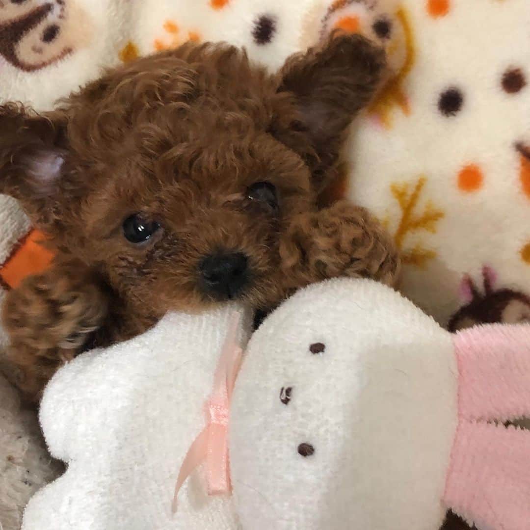 ももちゃん & まろんたんのインスタグラム：「お気に入りのぬいぐるみ🧸 キナとモカもぬいぐるみに見えてくる〜😍 ・ #dog #dogs #dogstagram #poodle #poodles #poodlelove #poodleclub #toypoodle #toypoodles #toypoodlelove #toypoodleclub #east_dog_japan #all_dog_japan #ig_poodle #poodlesofficial #ふわふわ #ふわもこ部 #トイプードル #トイプードル部 #トイプードル大好き #トイプードル多頭飼い #まろんたん #ティーカッププードル #わんこなしでは生きていけません会 #pecoいぬ部 #joker六本木ヒルズ店 #トリミング #puppystagram #toypoodleofficial #puppy」
