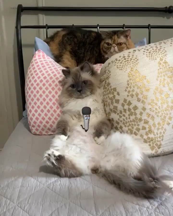 Tinaのインスタグラム：「Sunday night karaoke anyone? 🎤 😅#meowmeow」