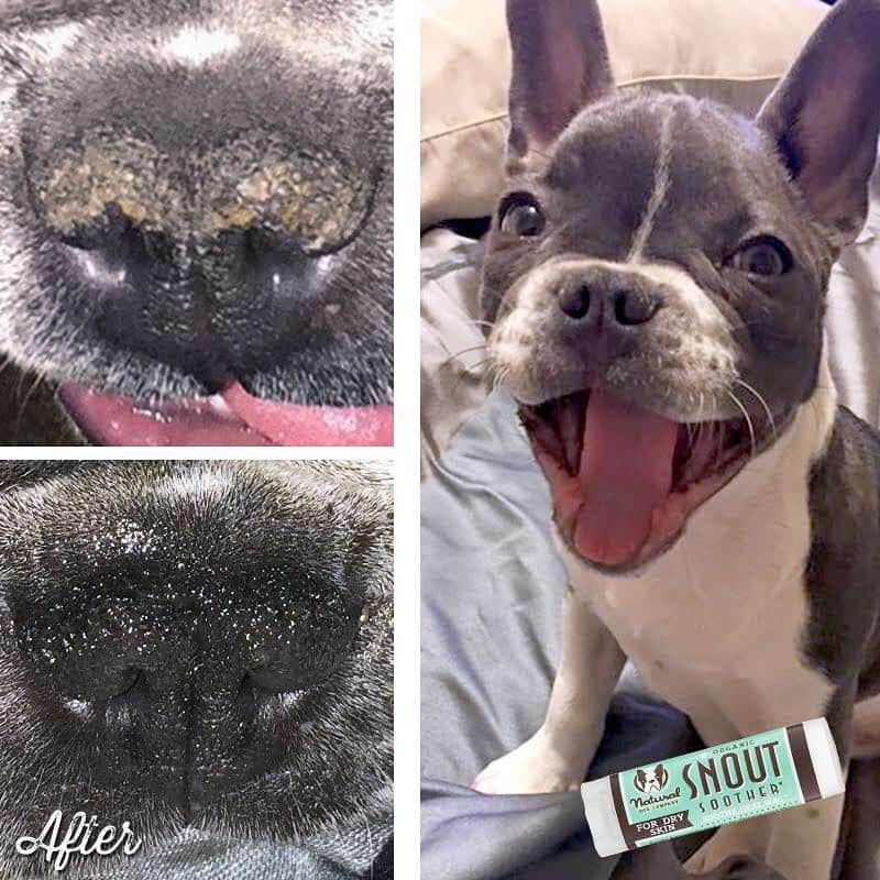 Regeneratti&Oliveira Kennelさんのインスタグラム写真 - (Regeneratti&Oliveira KennelInstagram)「Some noses have more trouble than others to stay healthy and moisturized. If your pup is suffering from a dry, cracked nose, then you need to use organic #SnoutSoother. It’s an organic balm made from 100% natural ingredients that are safe to ingest and work much better & faster than coconut oil! . ⭐ Save 20% off @naturaldogcompany with code JMARCOZ at NaturalDog.com | worldwide shipping . . . . . . #frenchbull #frenchbulldogs #frenchie #bullypics #bulldogs #frenchbulldoglife #法国斗牛犬 #frenchbulldogpuppy #frenchyfanatics #frenchielovers #frenchielove #buhistagram #frenchielife #frenchbulldogsofinstagram #franskbulldog #frenchiebulldog #frenchiephotos #buhigram #frenchbulldog #frenchiegram #bullys」7月29日 10時40分 - jmarcoz