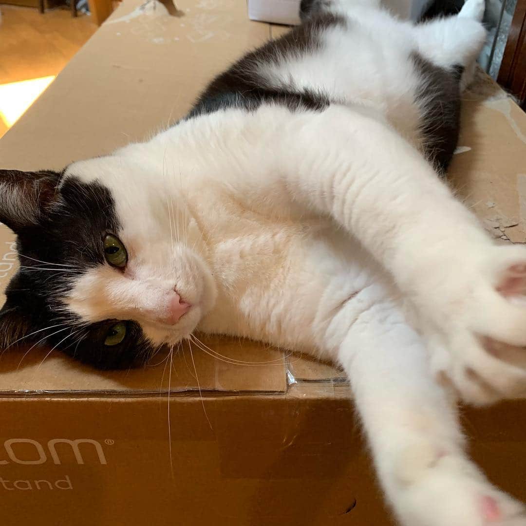 野間美由紀のインスタグラム：「あくび😺」