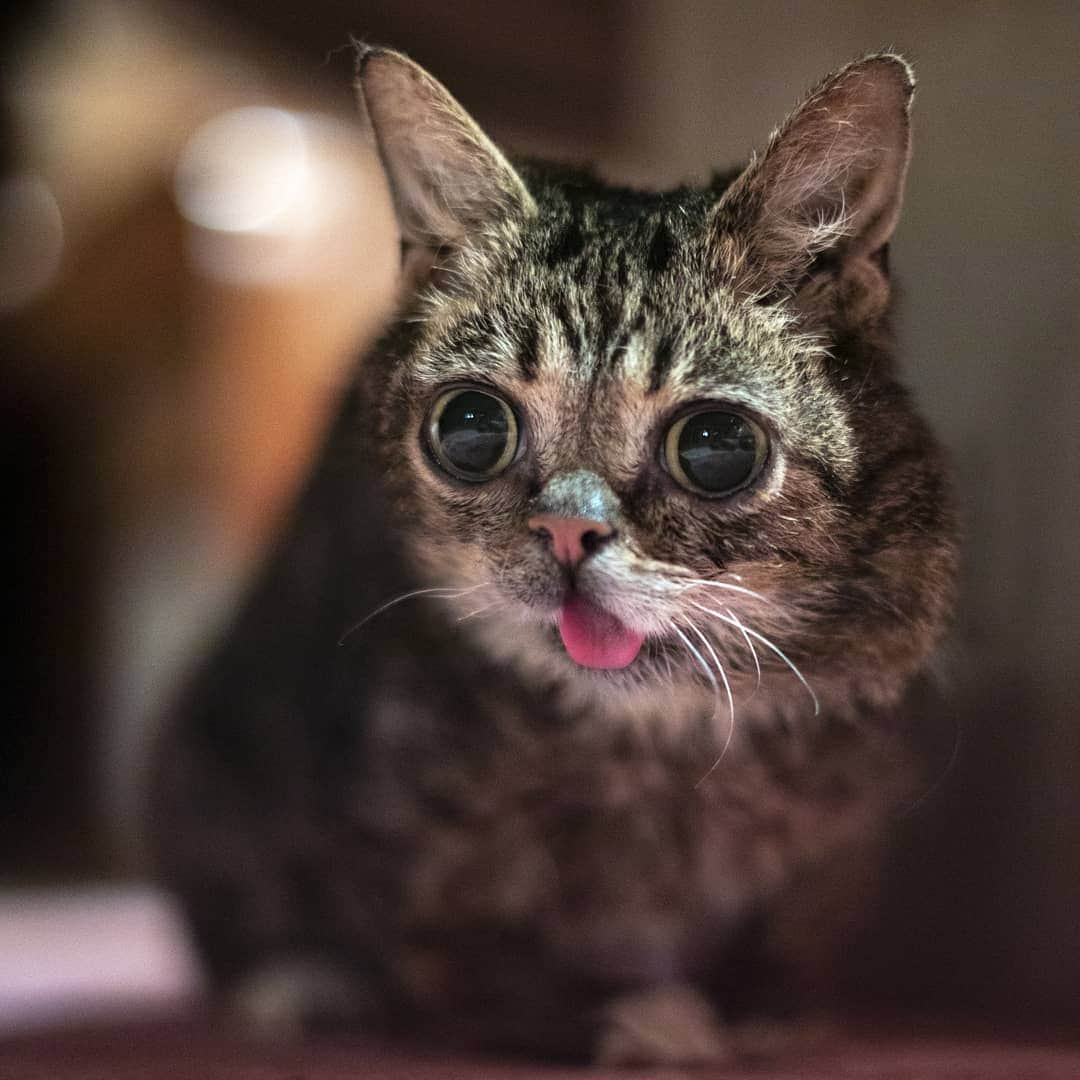 Lil BUBさんのインスタグラム写真 - (Lil BUBInstagram)「😳」7月29日 2時46分 - iamlilbub