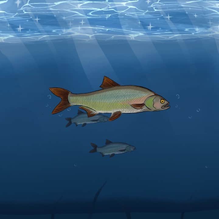 スティーブ・アエンのインスタグラム：「Proud to work with @healthebay on this piece that highlights the evolutionary stages of 🐟🐟🐟🐟🐟🐟. The video also demonstrates how our daily activity that contributes to ocean pollution and global warming has created an unstable and dangerous ecosystem for marine life on the planet.  Please protect our oceans and their lovely inhabitants... to infinity and beyond. 🙏 #worldnatureconservationday」