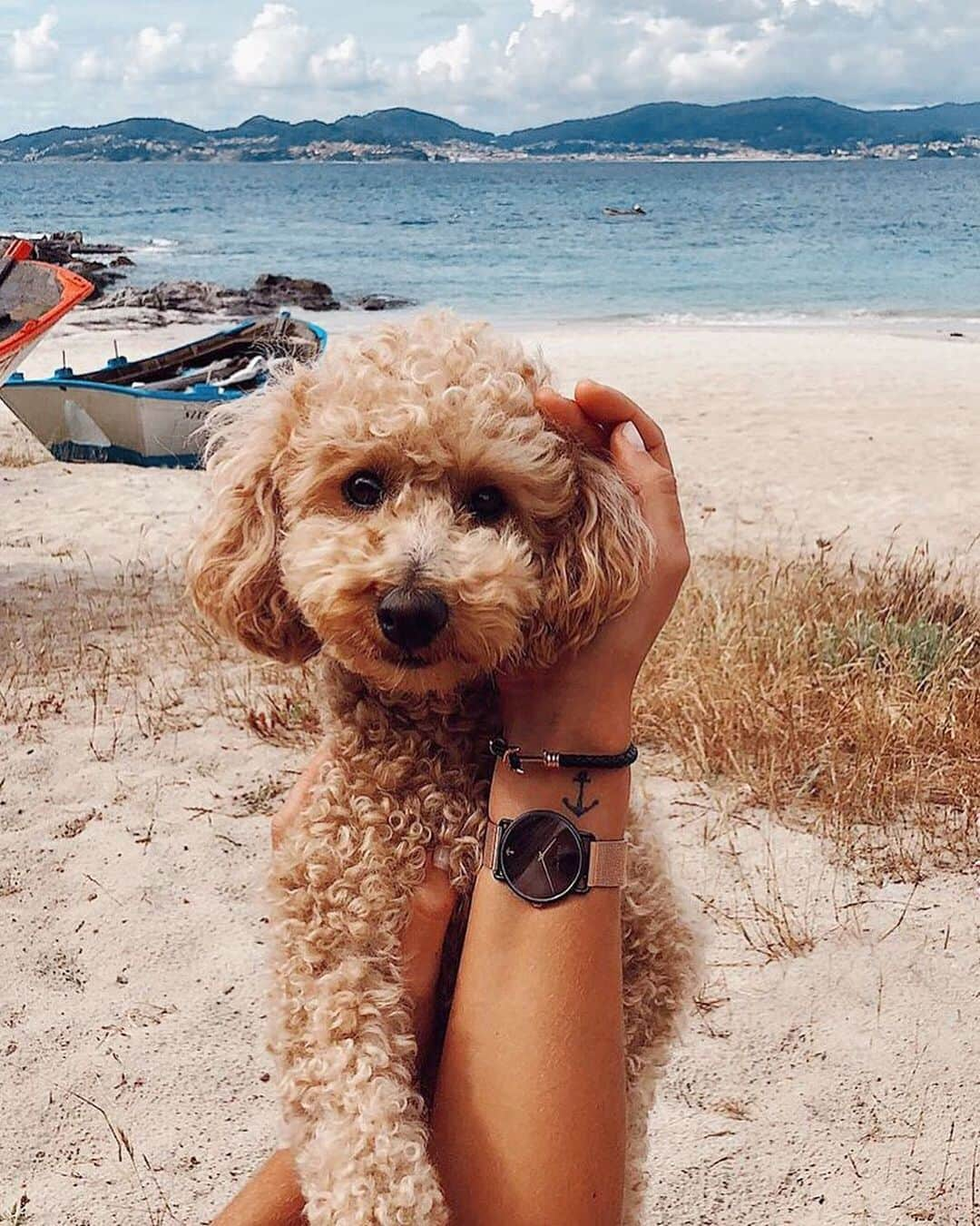 PAUL HEWITTさんのインスタグラム写真 - (PAUL HEWITTInstagram)「Thank you for being my constant in this chaotic world. 🐾💖⚓️ (photo @luciabarcena) #getAnchored #paulhewitt #missocean #phreplite __ #dogs #dogsofinstagram #bestfriend #beach #beachlove #ocean #sea #anchor #maritime #watch #bracelet #summer #summerlove」7月29日 4時11分 - paul_hewitt