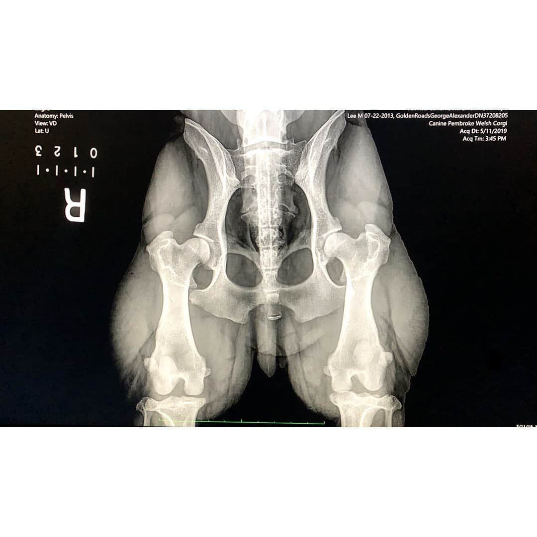 Geordi La Corgiさんのインスタグラム写真 - (Geordi La CorgiInstagram)「We recently got Geordi’s OFA tests done (swipe to see the x-ray) and got great news - no hip/elbow dysplasia and no arthritis! Considering he’s already 6 years old, we were thrilled with the results. ☺️⁣⁣ ⁣⁣ If you’re getting a corgi puppy, make sure both parents are OFA-tested. You should be able to find the parents’ results at: www.ofa.org⁣⁣ ⁣⁣ Although this won’t guarantee your dog will be free from joint problems like hip dysplasia, it will greatly reduce the risk of them! ⁣⁣ ⁣⁣」7月29日 4時40分 - lacorgi