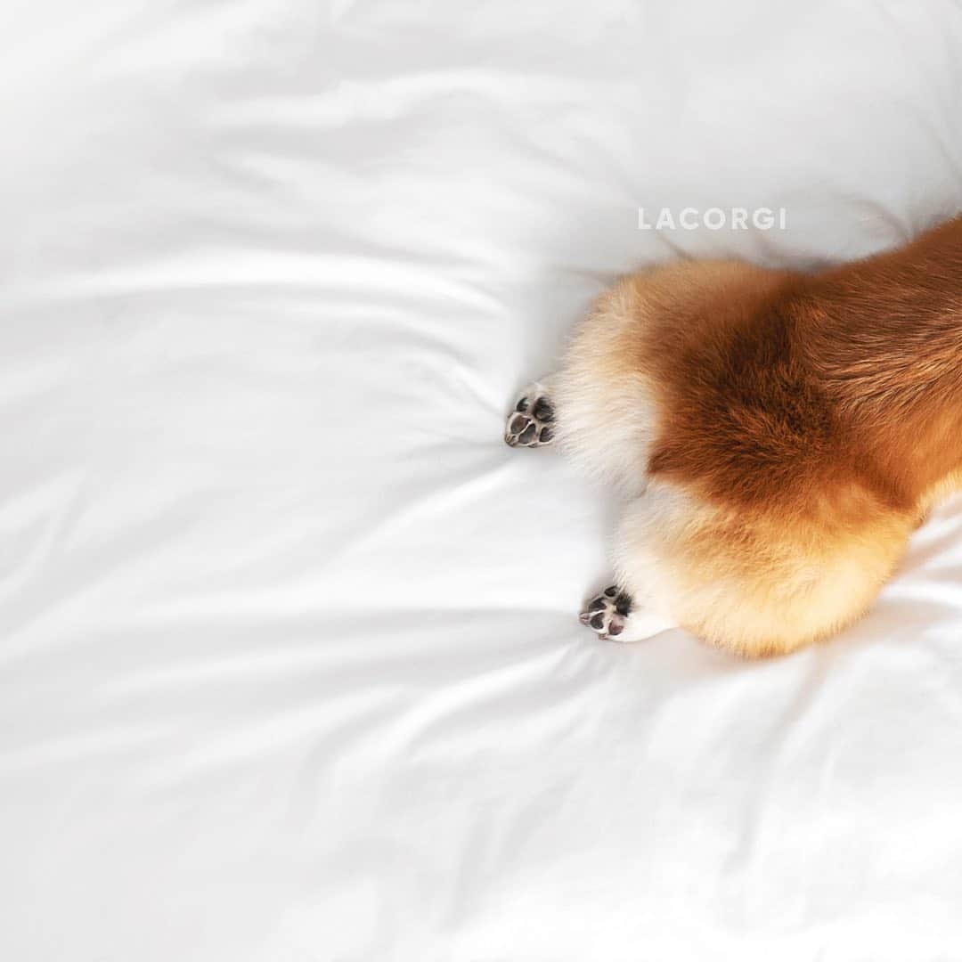 Geordi La Corgiさんのインスタグラム写真 - (Geordi La CorgiInstagram)「We recently got Geordi’s OFA tests done (swipe to see the x-ray) and got great news - no hip/elbow dysplasia and no arthritis! Considering he’s already 6 years old, we were thrilled with the results. ☺️⁣⁣ ⁣⁣ If you’re getting a corgi puppy, make sure both parents are OFA-tested. You should be able to find the parents’ results at: www.ofa.org⁣⁣ ⁣⁣ Although this won’t guarantee your dog will be free from joint problems like hip dysplasia, it will greatly reduce the risk of them! ⁣⁣ ⁣⁣」7月29日 4時40分 - lacorgi