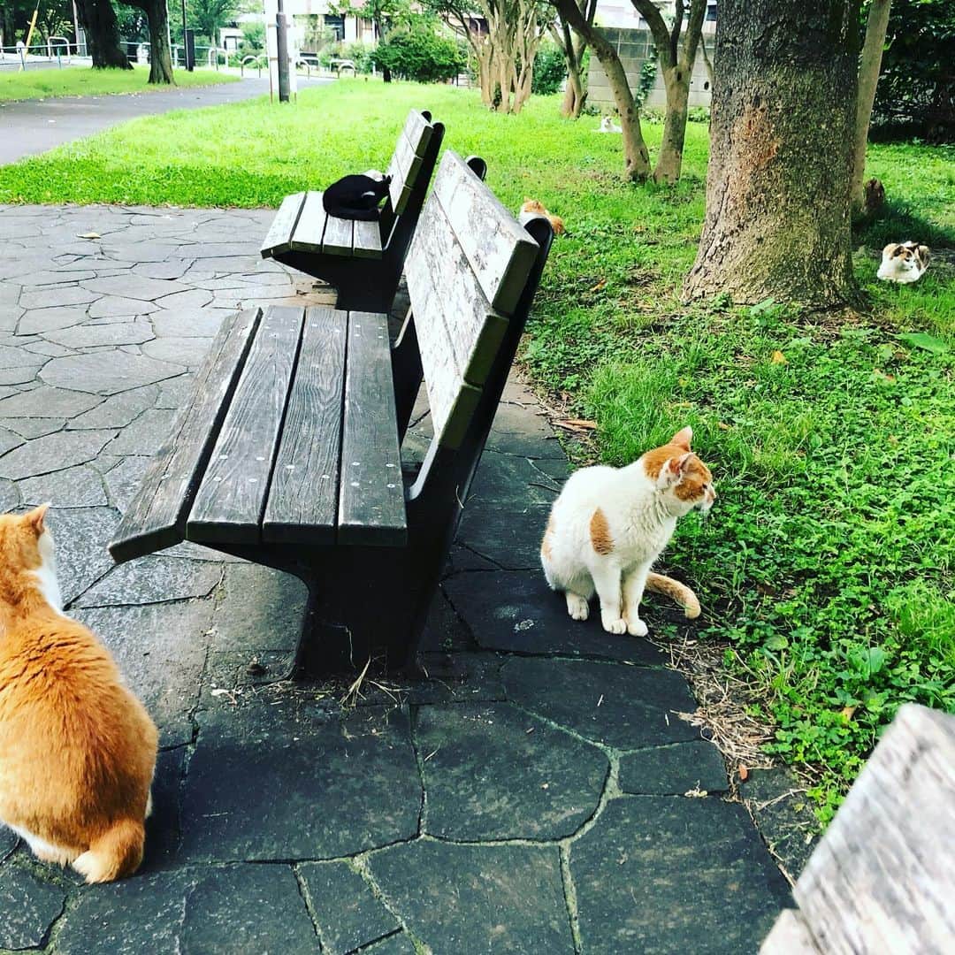 ティ・カトウさんのインスタグラム写真 - (ティ・カトウInstagram)「台詞を覚えようと家の近所を散歩。 猫だらけのベンチを見つけた。 近づいたら逃げるかと思ったけど、誰も逃げない。 せっかくなのでベンチを一つ借りて一休み。  #猫だらけ #誰かが餌をやりに来てるみたい✋じゃなきゃ」7月29日 5時10分 - tea_kato