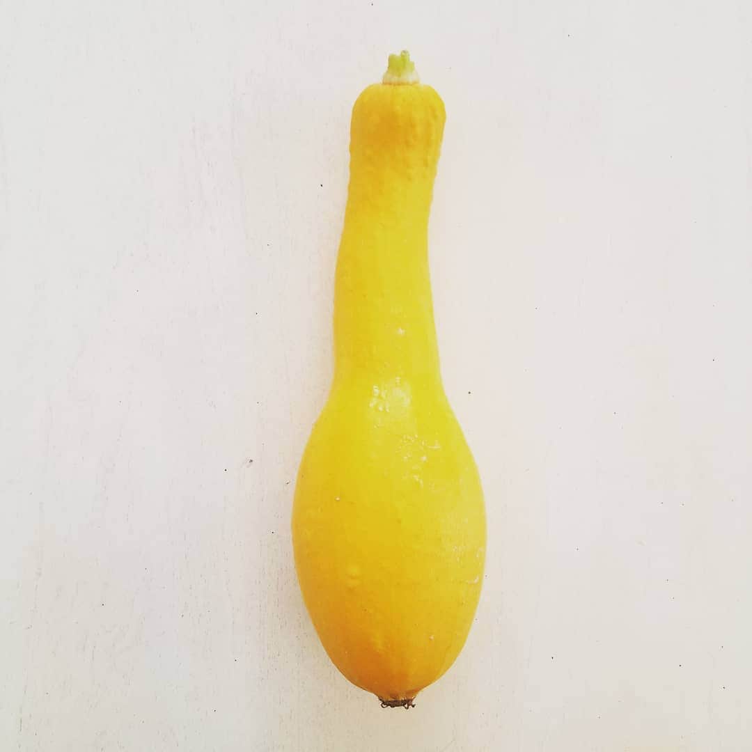 のインスタグラム：「1 AND ONLY FULL SIZE SQUASH 😭 Hercules 🐿 and 🐰 assassins got the rest #GASOLINEGARDEN #ILOVEGARDENS #GARDENSRULE #GARDENCHURCH #GARDENPARTY #GARDENMAGIC #AVANTGARDEN #GARDENS #GARDENGANGSTER #GARDEN #GRADENLIFE #GARDENER #GARDENTIME  #GARDENING #VEGETABLEGARDEN #FLOWERS #SUCCULENTS  #PLANTS  #CACTUS #AYEARINFLOWERS  #shadowhills  #THANKYOU  @gasolineglamour  #GASOLINEGLAMOUR #SUMMERSQUASH」