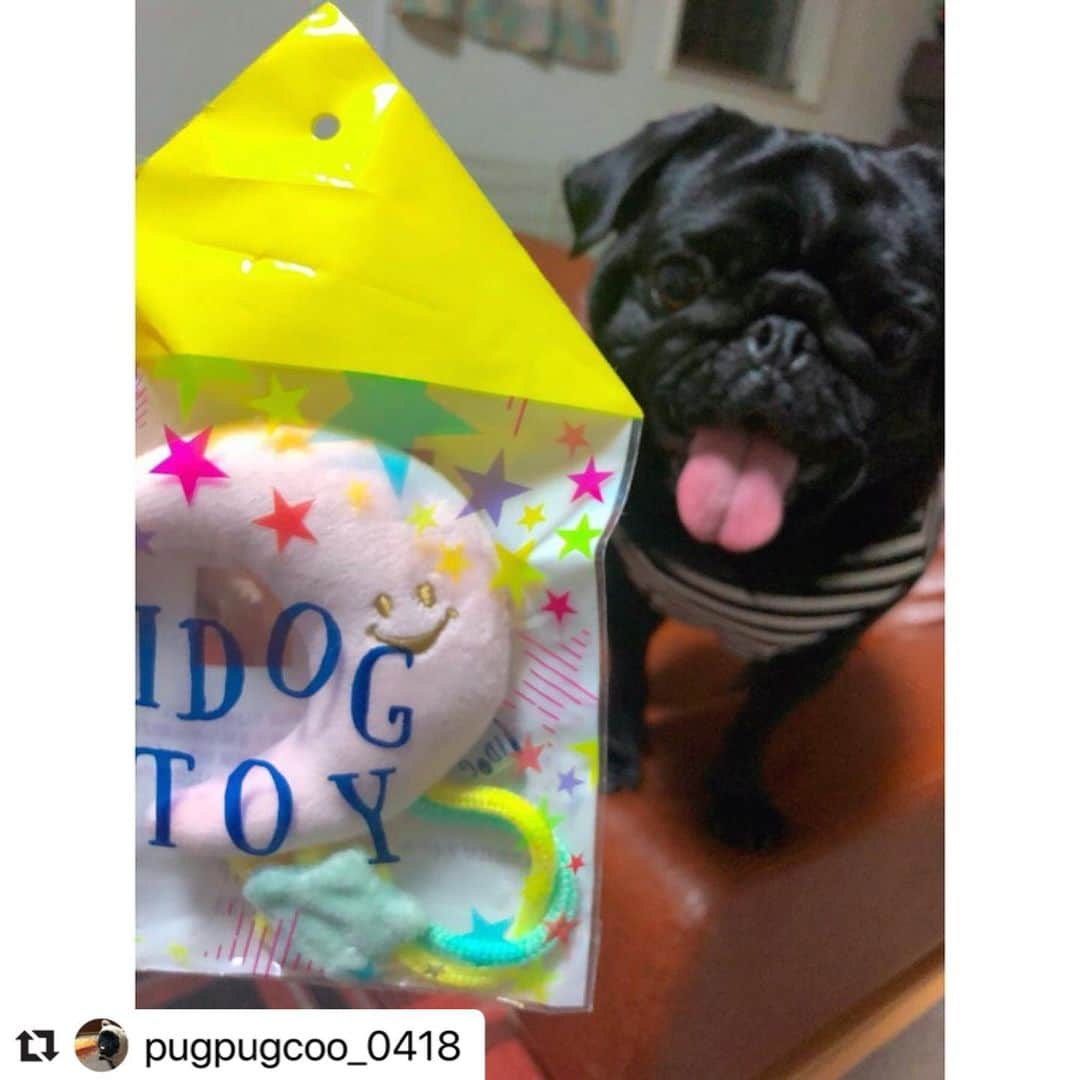 iDog&iCatさんのインスタグラム写真 - (iDog&iCatInstagram)「🎋 ． #コマメ星に願いを での当選者の方からの投稿を紹介します😆 ． #Repost @pugpugcoo_0418 ・・・ ・ ・ わーい☺︎☺︎☺︎ @idogicat  さんの七夕企画で 可愛いおもちゃが当選しました！ くうちゃん、はむはむ 取ると怒っちゃうぐらい お気に入りです♡ ありがとうございました🐶 ． @pugpugcoo_0418 様 ありがとうございました🌟 ． 取ると怒っちゃうくらい気に入って頂けで良かったです💕たくさん遊んで下さいね〜💗 . #七夕プレゼント」7月29日 11時40分 - idogicat