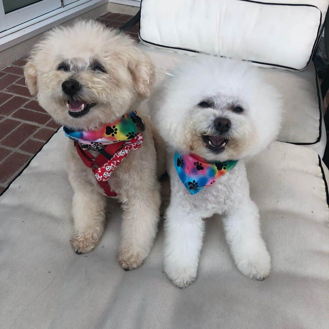 マリア・メノウノスさんのインスタグラム写真 - (マリア・メノウノスInstagram)「Inhaling poodles is good for your health! Try it for yourself!  They get so happy after their grooming w/the best -  @hollywoodgroomergirl ❤️」7月29日 6時13分 - mariamenounos