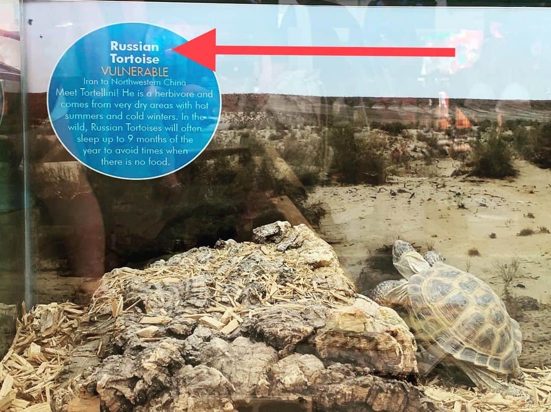 テイト・エリントンさんのインスタグラム写真 - (テイト・エリントンInstagram)「Russian tortoise?! Moved pretty slow from what I saw.  #dadjokes #nailedit」7月29日 6時23分 - tateellington