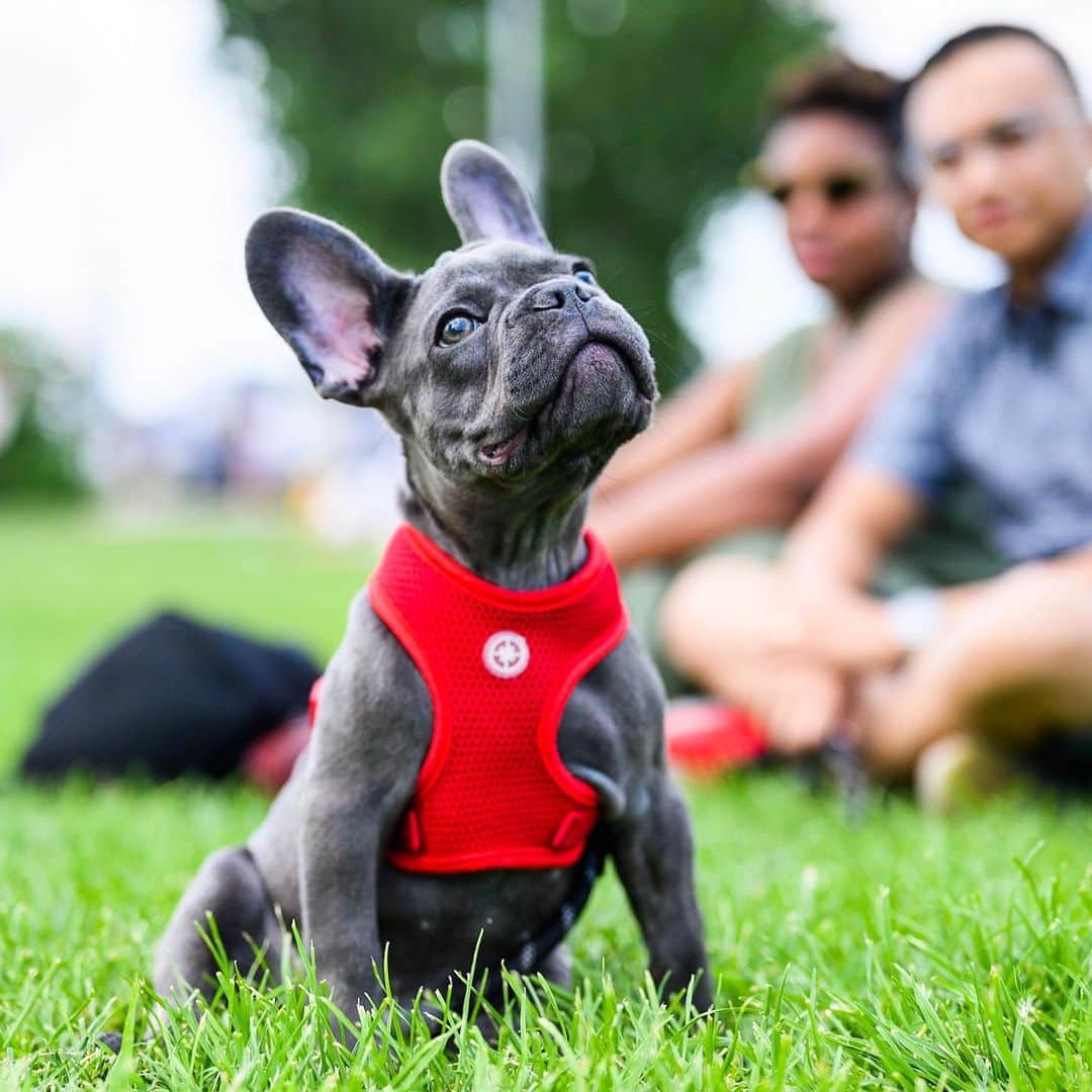 The Dogistさんのインスタグラム写真 - (The DogistInstagram)「Jacoby, French Bulldog (3 m/o), East River State Park, Brooklyn, NY • “One day he pooped inside and he tried to flick it away before we saw it. He knew he wasn’t supposed to.” @jacoby_thesuperflyfrenchy」7月29日 6時34分 - thedogist