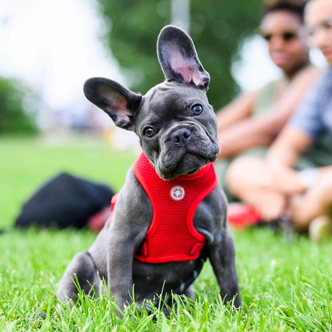 The Dogistさんのインスタグラム写真 - (The DogistInstagram)「Jacoby, French Bulldog (3 m/o), East River State Park, Brooklyn, NY • “One day he pooped inside and he tried to flick it away before we saw it. He knew he wasn’t supposed to.” @jacoby_thesuperflyfrenchy」7月29日 6時34分 - thedogist