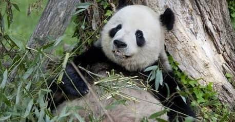 スミソニアン国立動物園さんのインスタグラム写真 - (スミソニアン国立動物園Instagram)「🐼 To help treat giant panda Tian Tian's arthritis and encourage him to keep physically active, Asia Trail keepers have teamed up with Zoo veterinarians to administer laser therapy on his left shoulder. 📽️ VIDEO: https://s.si.edu/2ZrveU4. (Link in profile.) #NZKW2019」7月29日 6時34分 - smithsonianzoo