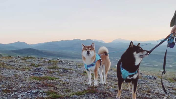 ?Fricko the Shiba Inu?のインスタグラム：「Taking a long walk, stealing sticks from each other, sniffing some fresh 🇳🇴 air😆Today was pretty good!! 🐾 🐾 🐾 #FrickoandKeaton #🐶 #☀️ #shiba #shibainu #dog #柴犬 #赤柴 #黒柴  #adorable #shibalovers #shibaholics  #dogoftheday  #weeklyfluff #aww #dogstagram  #dogscorner #puppiesofinstagram #shibapuppy」