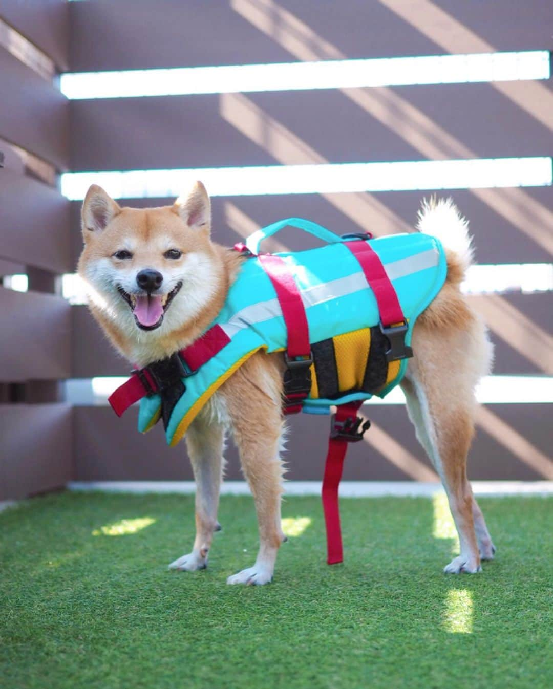 豆柴にこちゃんさんのインスタグラム写真 - (豆柴にこちゃんInstagram)「🐶 おはよー 昨日はプールで、 泳ぐ→ドッグランに放つ を繰り返してたのだけど、 ドッグランだとプチ本気走りして、 なかなか捕まえられず焦った😂💦 . 走れるくらいに脚が回復したのは うれしいけど調子に乗って また脚を痛めないかヒヤヒヤ💦 . 吠えまくりの元気な小型犬ちゃんが 多くてにこも誘いに乗って ヒャッハー‼️ってなってたので😂 . でもひさびさに体を思いっきり 動かせて楽しそうでよかった✨ . #にこの右足闘病記 #柴犬#豆柴#pecoいぬ部#犬#わんこ#犬#ここ柴部#shibainu#dog#mameshiba#pecotv#dog#いぬのきもち部#しばいぬ#しばけん#こいぬ#シバイヌ#いぬ#イヌ#赤柴#マメシバ#ペット#日本犬#子犬#puppy#doggo#pet#시바견#강아지#개」7月29日 7時09分 - nikochan.mame48