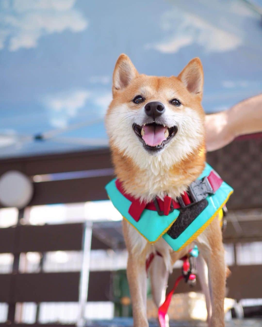 豆柴にこちゃんさんのインスタグラム写真 - (豆柴にこちゃんInstagram)「🐶 おはよー 昨日はプールで、 泳ぐ→ドッグランに放つ を繰り返してたのだけど、 ドッグランだとプチ本気走りして、 なかなか捕まえられず焦った😂💦 . 走れるくらいに脚が回復したのは うれしいけど調子に乗って また脚を痛めないかヒヤヒヤ💦 . 吠えまくりの元気な小型犬ちゃんが 多くてにこも誘いに乗って ヒャッハー‼️ってなってたので😂 . でもひさびさに体を思いっきり 動かせて楽しそうでよかった✨ . #にこの右足闘病記 #柴犬#豆柴#pecoいぬ部#犬#わんこ#犬#ここ柴部#shibainu#dog#mameshiba#pecotv#dog#いぬのきもち部#しばいぬ#しばけん#こいぬ#シバイヌ#いぬ#イヌ#赤柴#マメシバ#ペット#日本犬#子犬#puppy#doggo#pet#시바견#강아지#개」7月29日 7時09分 - nikochan.mame48