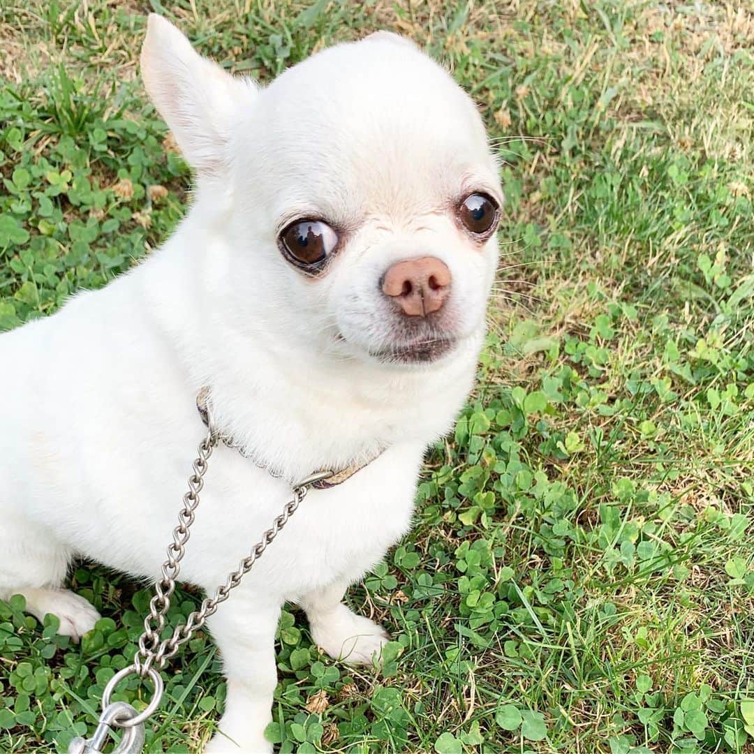 KORIKIのインスタグラム：「おはようございます♪ * #dogofsapporo #dog, #dogs, #dogstagram,#chihuahua,#犬バカ部,#チワワ,#koriki, #hanadog #白スムチ連合会, #スムチー,  #dogofthedayjp, #dogoftheday  #ilovemydog #instadog #instapet #WhiteChihuahua  #吉娃娃 #치와와  #dogsofinstagram #Chihuahualover  #チワワの輪 #barkbox #WhiteChihuahuaParty #もふもふモフモフ」