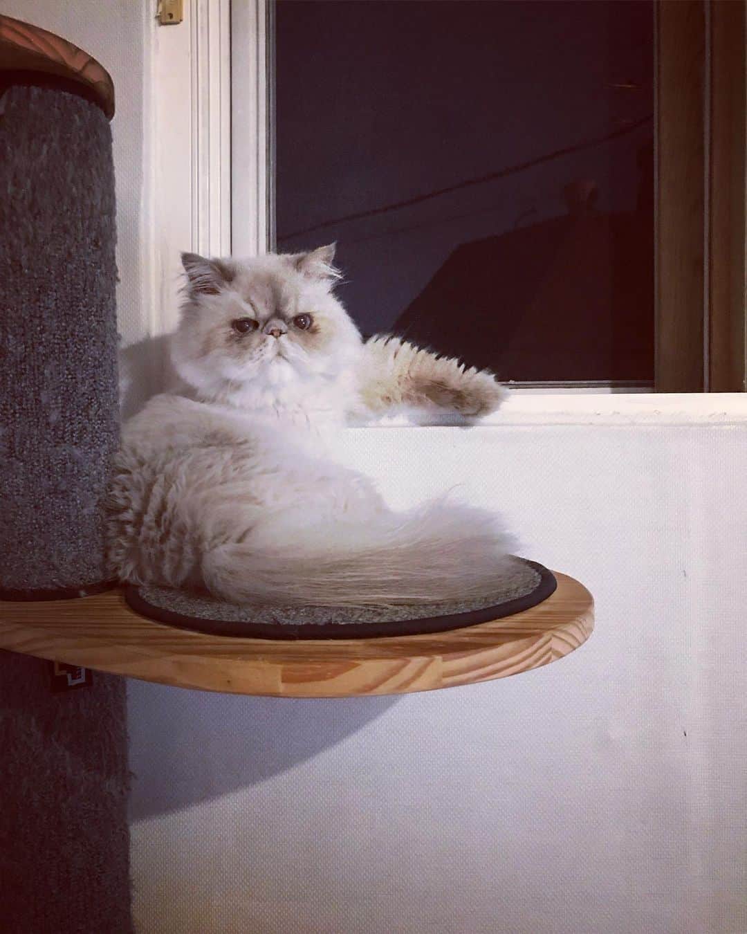 のインスタグラム：「_ ....그 자세는 뭐죠? #김탱고탱탱볼마마냥꼬먹깨비눈꼽쟁이쪼꼬쪼꼬탱탱」