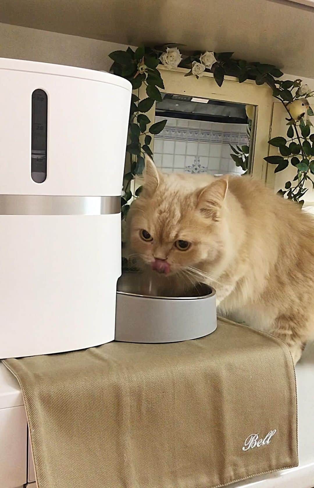 ベルのインスタグラム