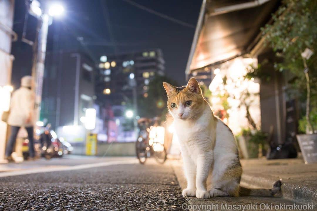 Masayukiさんのインスタグラム写真 - (MasayukiInstagram)「お見送り。  おはようございます。 Good morning from Tokyo Japan ☀️ #cat #ねこ」7月29日 8時31分 - okirakuoki