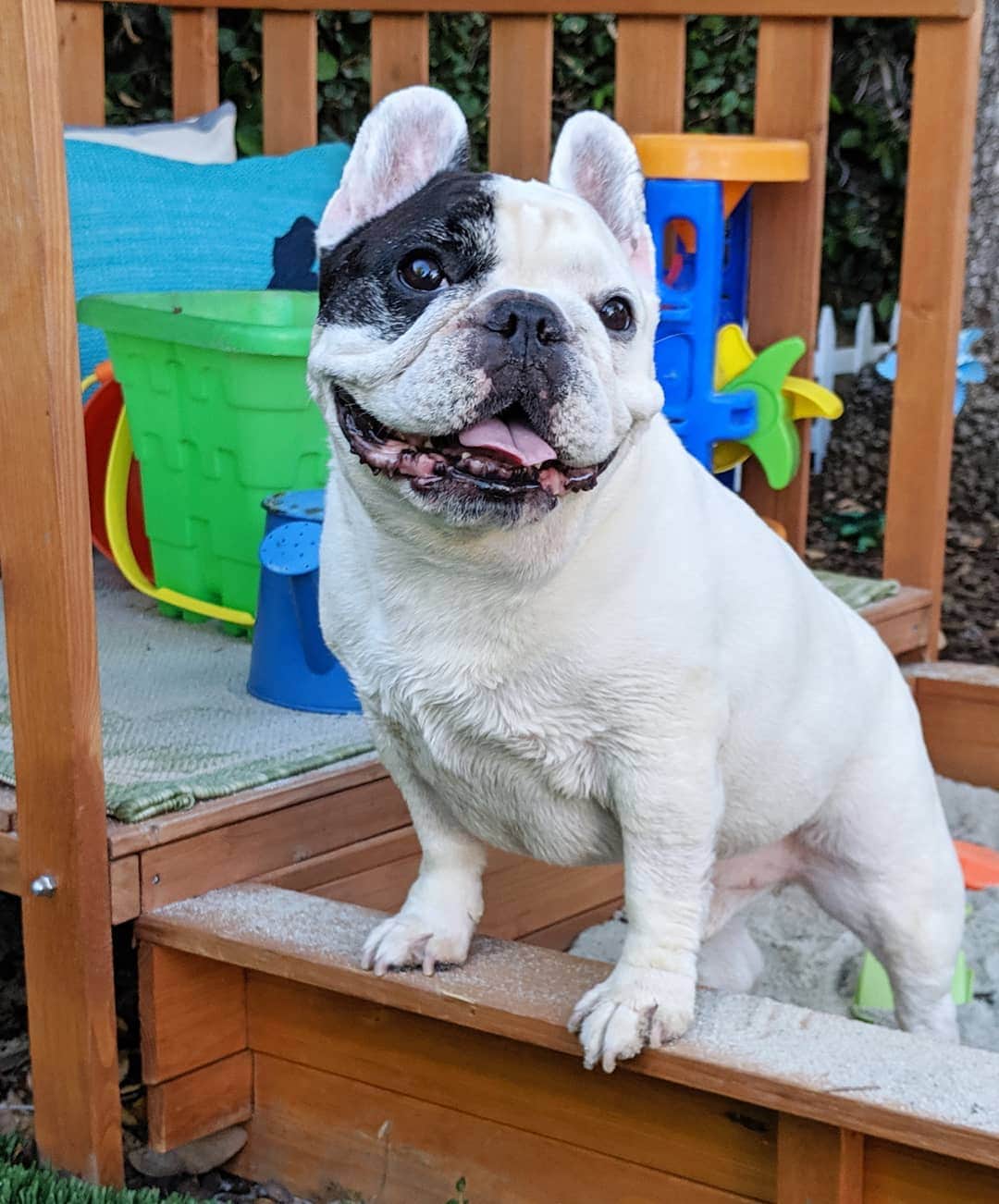 Manny The Frenchieさんのインスタグラム写真 - (Manny The FrenchieInstagram)「What #Sundayscaries?! I'm in a sandbox!☀️😃⛱️ #summerfun」7月29日 9時27分 - manny_the_frenchie