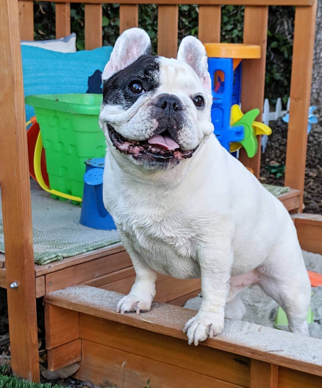 Manny The Frenchieのインスタグラム：「What #Sundayscaries?! I'm in a sandbox!☀️😃⛱️ #summerfun」