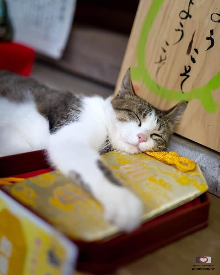 NEKOくらぶさんのインスタグラム写真 - (NEKOくらぶInstagram)「|| 大切だから抱きしめて寝るにゃん⠀ *⠀ Facebookから、Cocoro Na-suさんの作品ですにゃ（＝ΦωΦ＝）⠀ *⠀ 投稿いただいたURL⠀ https://www.facebook.com/photo.php?fbid=656894994809459⠀ *⠀ いいね！＆コメント大歓迎！！⠀ *⠀ #nekoclub #NEKOくらぶ #Japan #Photo #写真 #日本 #cat #ネコ #ねこ #猫 ⠀ Follow: @nekoclub_jpn⠀ *⠀ ▼【廣済堂出版共同企画】NEKOくらぶの皆さまとつくる「NEKOくらぶ写真集」、発売中♪（＝ΦωΦ＝）⠀ ※詳細は本アカウント「 @nekoclub_jpn 」のプロフィールに固定しているハイライトから」7月29日 10時00分 - nekoclub_jpn