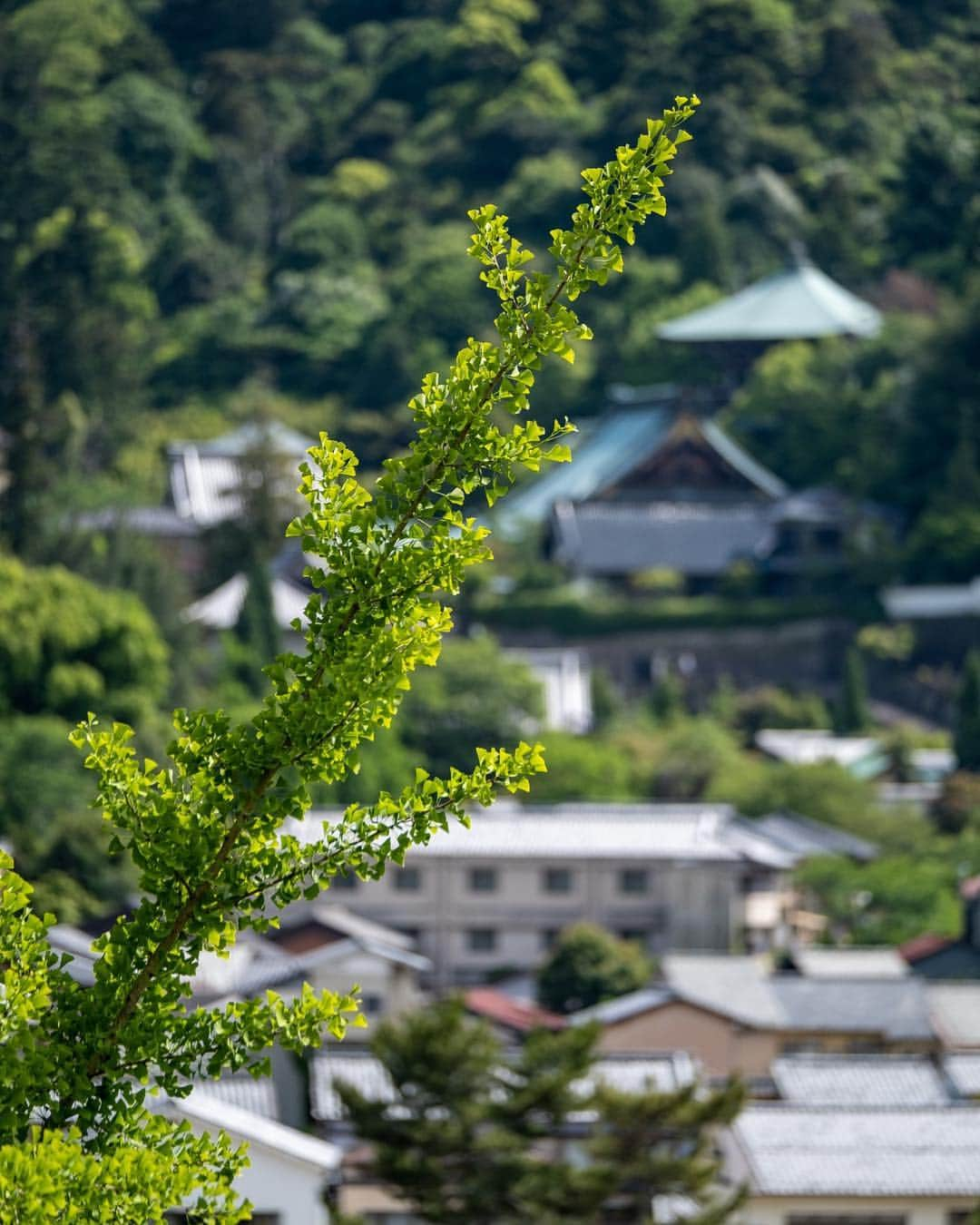 ホテル宮島別荘さんのインスタグラム写真 - (ホテル宮島別荘Instagram)「ホテル宮島別荘のスタッフボルラです。宮島の夏 鮮やかなグリーン#広島#宮島#ホテル宮島別荘」7月29日 9時57分 - _miyajima_villa