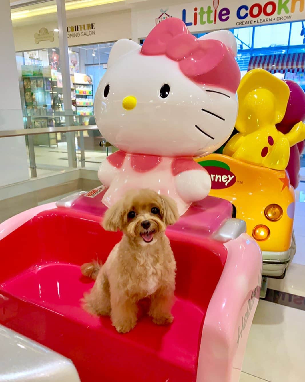 Ⓜ️їк◎ みこ 미코 ? Dogsのインスタグラム：「Hi 👋🏻 my dearest Insta furiends, long time no see ya, hope you still remember me 😝  Have a pawderful week ahead 🥰😘 Just had my haircut 💇🏼 at @k9coiffuregrooming  お久しぶりですね。お元気ですか❓ 여러분 오랜만이에요。어떻게 잘 지내세요❓ . 📆 29 July 2019 . #maltipoosofinstagram #dogs #barkhappy #maltipoo #maltese #toypoodle #ワンコ #わんこ #犬 #いぬ #トイプードル #dogsoftheday #poodlesofficial #poodle #puppylove #petfancy#furball #sgpet #poodleclub #poodleclubsg #furbabies #furballs #puppiesforall #pawsomepoodles #singaporedogs #개 #푸들 #괴엽다」