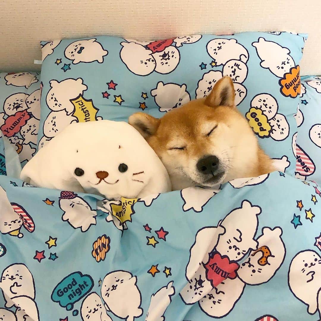 マロたんのインスタグラム：「Good night my friends🌙 マロたんしろたん😪 (1ヶ月ぶりですけれども、マロたんも飼い主も元気ですよ) #shiba #shibainu #weeklyfluff #ilovemydog」