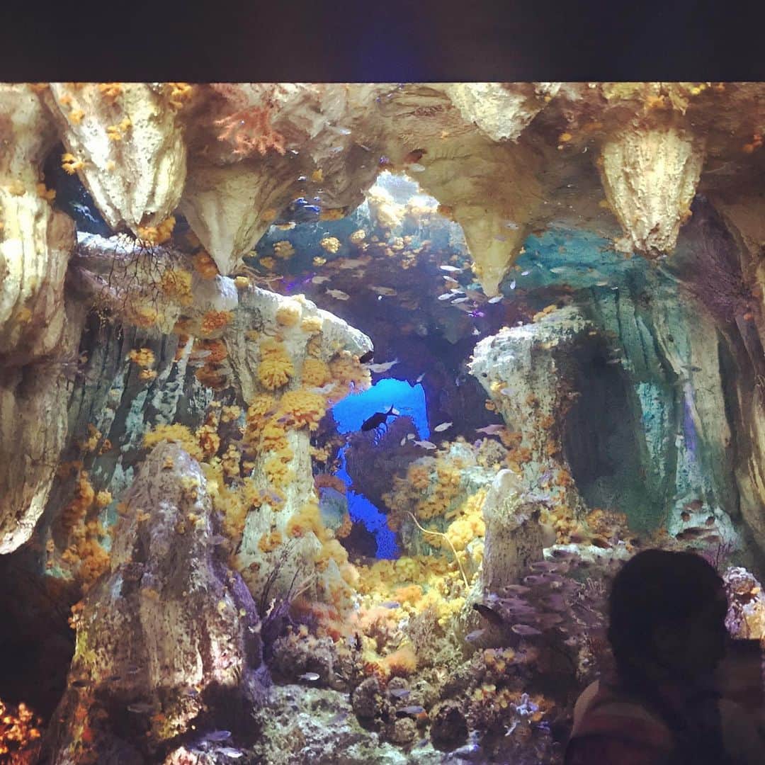 野波麻帆さんのインスタグラム写真 - (野波麻帆Instagram)「海の底。 娘も私も、 この世界観が凄く好きでした。」7月29日 20時13分 - mahononami