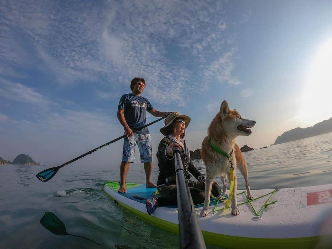 BlackRed shibasさんのインスタグラム写真 - (BlackRed shibasInstagram)「朝一 でSUP乗ってきた！ . . . . #goprohero7 @gopro @goprojp . . #GoProJP #neneandmusashi2019 #GoPro #ゴープロ #shiba #shibinu #柴犬 #しばいぬ #japan #gopropets #lovely #cute #goprodog #goproのある生活 #happy #goprodog #gopropets #otvadventures #besomedoggy #doggo #goprodogsquad #redpaddleco #capturedifferent #柴犬ライフ #gopro7 #goprohero7black #sup #sea #海」7月29日 20時40分 - black_red_jp