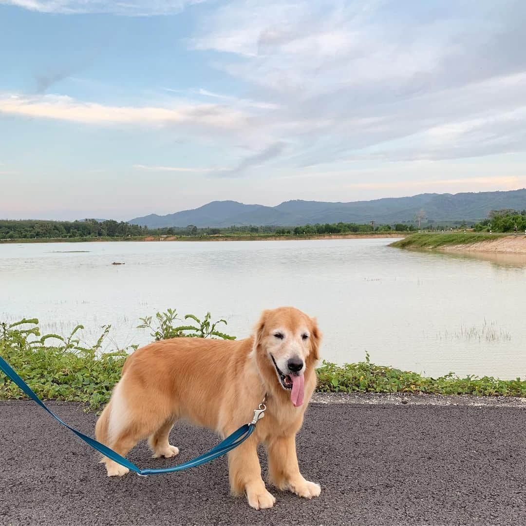 tamatamagoさんのインスタグラム写真 - (tamatamagoInstagram)「昨日マオちゃんが歩いた散歩道。 さっきのポストで大自然ぽいところって書いたのに、大自然ぽい写真を一枚も載せてなかった😆😆 . .  大して大自然でもないかな😆 マオハニ地方は国際空港もあるような 一応大都市なので😂こんなお散歩道は嬉しい〜☺️ 運動でランニングやウォーキングしに来てる人が多いからフリーには出来ないけど、ゴミもないし☺️☺️ 2枚目は同じ場所にある、星の撮影で人気なポイント☺️ 撮影中に蹄型の道路に車が走ると星空プラス蹄型の車のライトが写ってカッコいいんだって〜🌟🚗 . .  2019/07/29 . . .  #ゴールデンレトリバー #レトリバー #大型犬 #大型犬のいる生活 #わんこのいる生活 #犬バカ部 #親バカ部 #doggo #dogsofinstagram #dogstagram #dogoftheday #goldenretriever #goldenretrieverworld #ilovegolden_retrievers #welovegoldens #goldenretrievers #goldenretrieversrule #goldenretrieverlover #goldenretrieverclub」7月29日 20時42分 - tamatamago