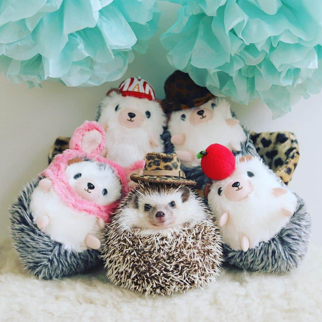 あずきさんのインスタグラム写真 - (あずきInstagram)「Azuki's stuffed animals started selling😍 These can be obtained in a Japanese crane game. またまたタイトートイズさんより『はりねずみのあずき』第5弾、ぬいぐるみマスコットが登場しました😆👏👏 . . マスコットは12センチほどで、カバンのアクセントにも良いかも。第3弾のマスコットをベースに、あずきともなかの被り物をバージョンアップして作ってもらいました🍎🎩🧢 . . 今回もUFOキャッチャーになります。店舗によって入荷状況が違うため、タイトーのホームページの『はりねずみのあずき』ページに掲載されているショップデータを確認してから行ってみてください🙏✨✨ . よろしくお願いします。 . . . #タイトートイズ #UFOキャッチャー #はりねずみ #ハリネズミ #hedgehog #pygmyhedgehog #lovelypet #cuteanimals #はりねずみのもなか #はりねずみのあずき #hedgie #Hérisson #고슴도치 #刺猬 #hedgehogazuki  #hedgehogsofinstagram #animaladdicts #cuddles #meowed #petscorner  #cutepetclub #worldofcutepets #animalvibes #gotchaday」7月29日 11時56分 - hedgehog_azuki