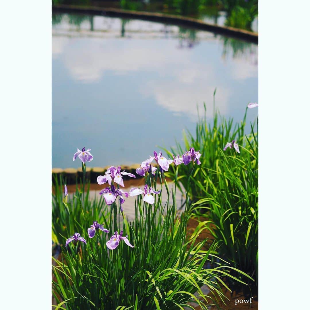 anemone_69のインスタグラム：「.⋆*✤*⋆ฺ｡*」