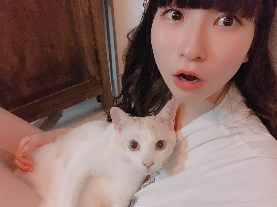 ピンキー！☆藤咲彩音さんのインスタグラム写真 - (ピンキー！☆藤咲彩音Instagram)「家に居ても落ち着きなくずっと動いてるから、たまには止まってゆっくりするのもいいね。カナル。 #きょうのカナル #愛猫」7月29日 12時13分 - pinky_ayane