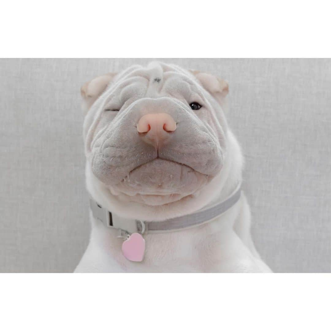 annie&pADdinGtoNさんのインスタグラム写真 - (annie&pADdinGtoNInstagram)「Maybe I can just half stay home today 🥴#sillymondays #lambingtonlogic #wasntitjustfriday #sharpei #sharpeisofinstagram #wrinkles #love #dog #dogs #dogsofinstagram #barked #doggo #instagood #cutepetclub #weeklyfluff」7月29日 12時22分 - anniepaddington