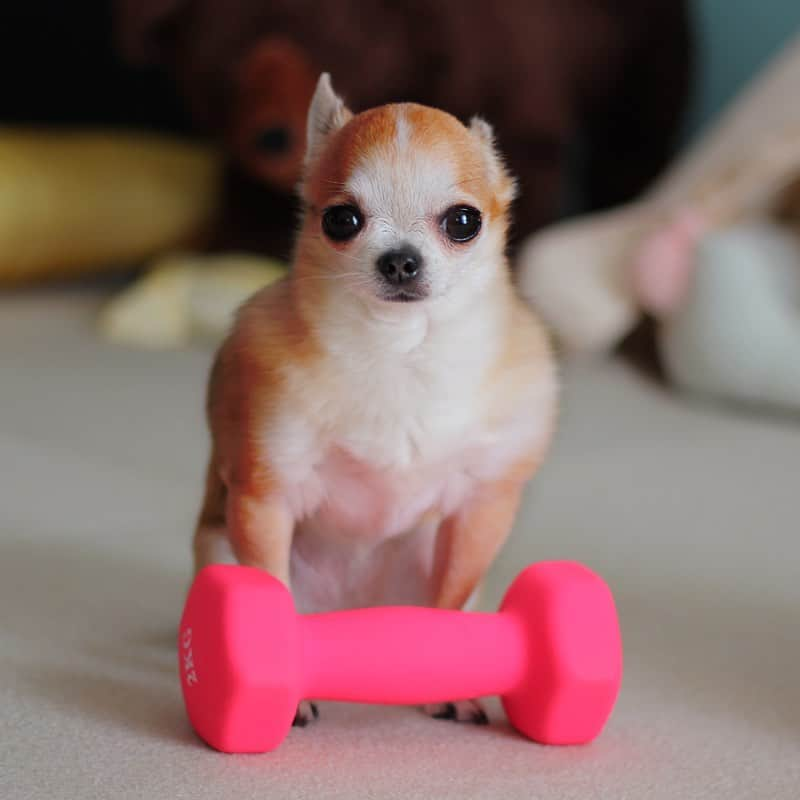 まち(Machi)さんのインスタグラム写真 - (まち(Machi)Instagram)「. Omo Training Gym🏋️‍♀️ . 一緒に筋トレしませんか。 . #chihuahua #chihuahuas #dog #instadog  #weeklyfluff #doglover #chihuahualove #ふわもこ部 #choco #azuki #omochi #チワワ #ちわわ #犬 #スムチー #ロンチー #ちわすたぐらむ #いぬすたぐらむ #ちわわ部」7月29日 13時11分 - machi5536