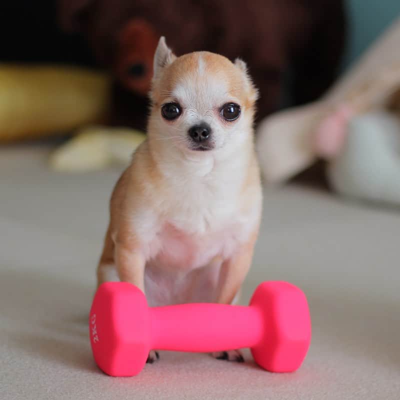 まち(Machi)のインスタグラム：「. Omo Training Gym🏋️‍♀️ . 一緒に筋トレしませんか。 . #chihuahua #chihuahuas #dog #instadog  #weeklyfluff #doglover #chihuahualove #ふわもこ部 #choco #azuki #omochi #チワワ #ちわわ #犬 #スムチー #ロンチー #ちわすたぐらむ #いぬすたぐらむ #ちわわ部」