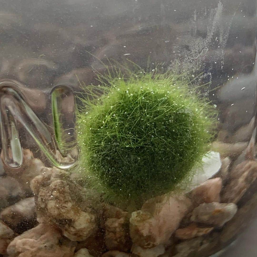 Rihwaさんのインスタグラム写真 - (RihwaInstagram)「MARIMO has grown up!!!! (...I'm not sure. ) This creature is too lovely!💚 It got so fluffy!🦠 . . マリモがめんこい！もしゃもしゃしてきた気がする！💚😍 #MARIMO #HAPPY & #LUCKY #mypet #hokkaido」7月29日 13時15分 - rihwa_official